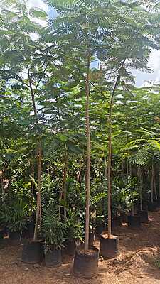 Delonix Regia