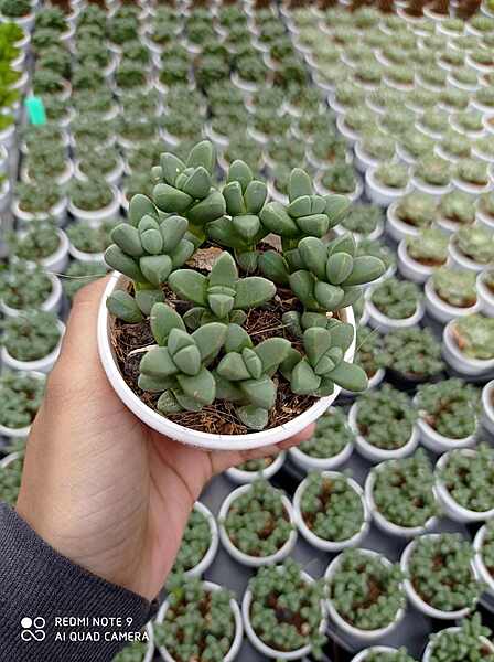 Delosperma Lehmannii 7 cm Pot