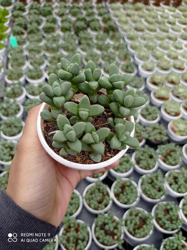 Delosperma Lehmannii 7 cm Pot