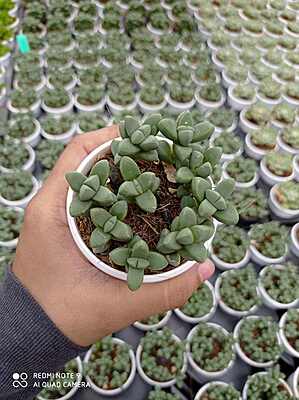 Delosperma Lehmannii 7 cm Pot