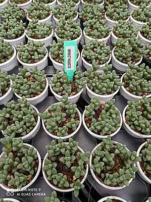 Delosperma Lehmannii 7 cm Pot