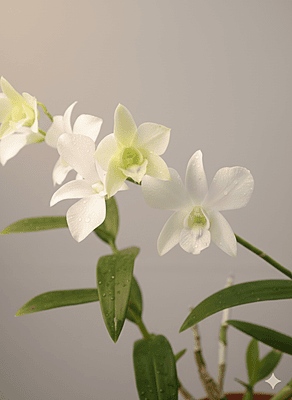 Dendrobium orchid - Near Flowring/Flowering - White
