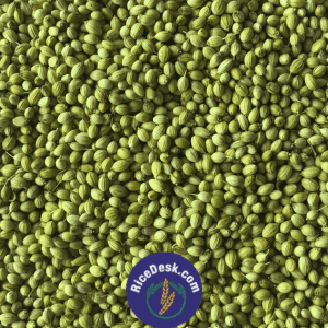 Dhaniyalu | Coriander Seeds Dhaniyalu | Coriander Seeds