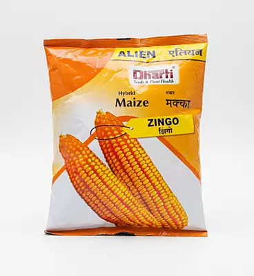 Dharti Seeds Hybrid Maize Zingo | High Yield, Disease Tolerant, Wide Adaptation