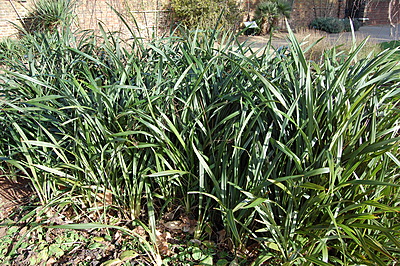 Dianella Tasmanica