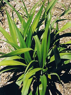 Dianella Tasmanica