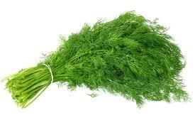 Dill Leaves – Fresh, Aromatic & Flavor-Packed