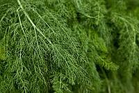 Dill Leaves – Fresh, Aromatic & Flavor-Packed