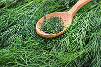 Dill Leaves – Fresh, Aromatic & Flavor-Packed