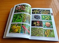 Trees of Arunachal: a Field Guide Trees of Arunachal: a Field Guide