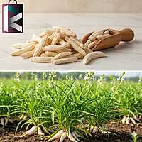 SAFED MULSI 50GM