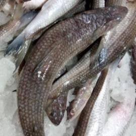 Bumblee fish Whole-500gm