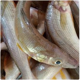 Nongal Whole-10-12 pcs/kg-500 gm