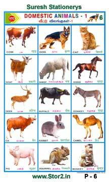 Domestic Animals -1 - Educational Picture Chart No - 6