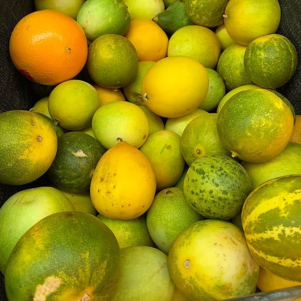Dosakay దోసకాయ