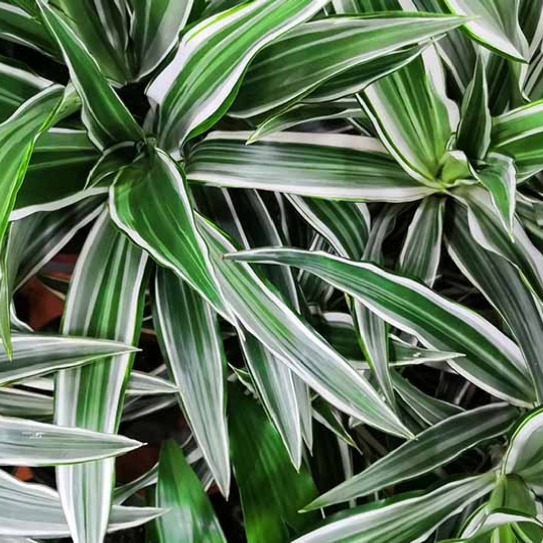 Dracaena Milky Green