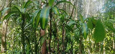Dracena Massangeana