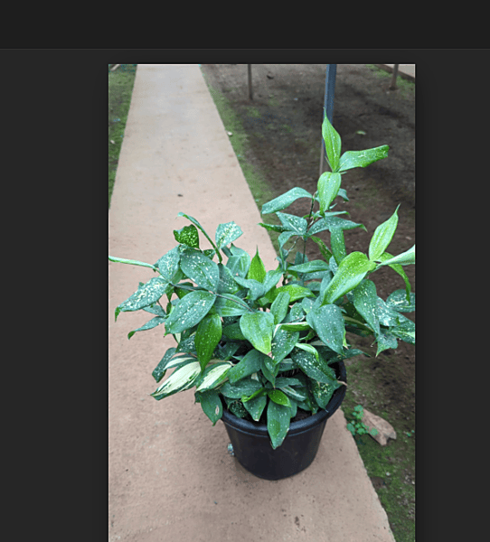 Dracaena Milky Green