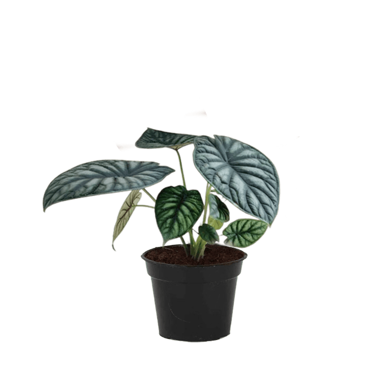 Alocasia Dragon Scale