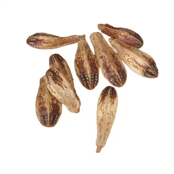 Whole Mahogany Pods – eco pet toy and natural chew item