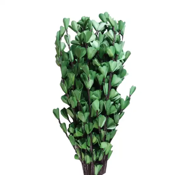 Palm Lily Stick – elegant dried stick in green shade for rustic floral styling LeafnDeor