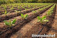 Ecsha Litre Large Plant Watering Can for Garden-Green