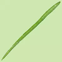 Drumstick 1 pc