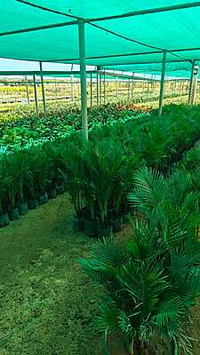 Dwarf Areca