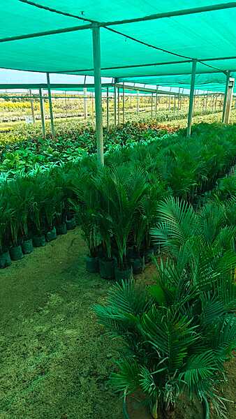 Dwarf Areca