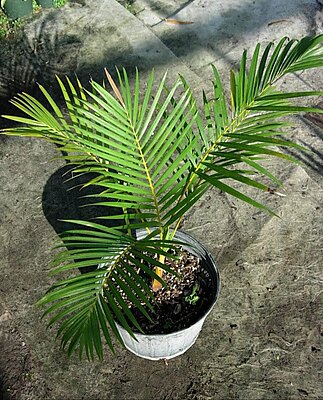 Dwarf Areca