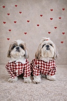Red & White Tweed Coat Dress