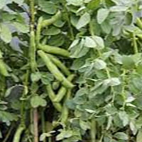 6 to 8 seeds Teega Chikkudu | Broad beans | తీగ చిక్కుడు