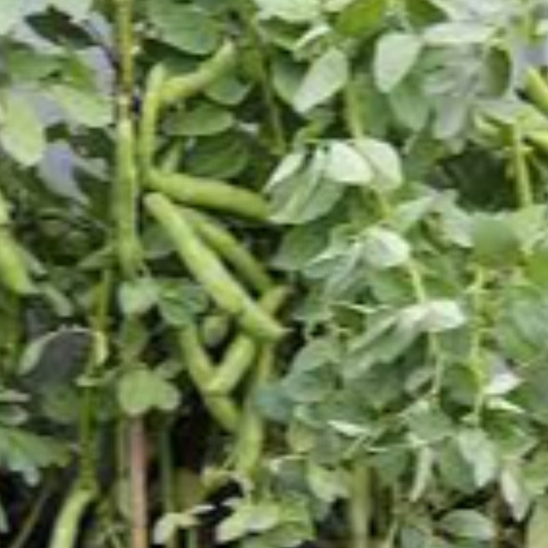 6 to 8 seeds Teega Chikkudu | Broad beans | తీగ చిక్కుడు