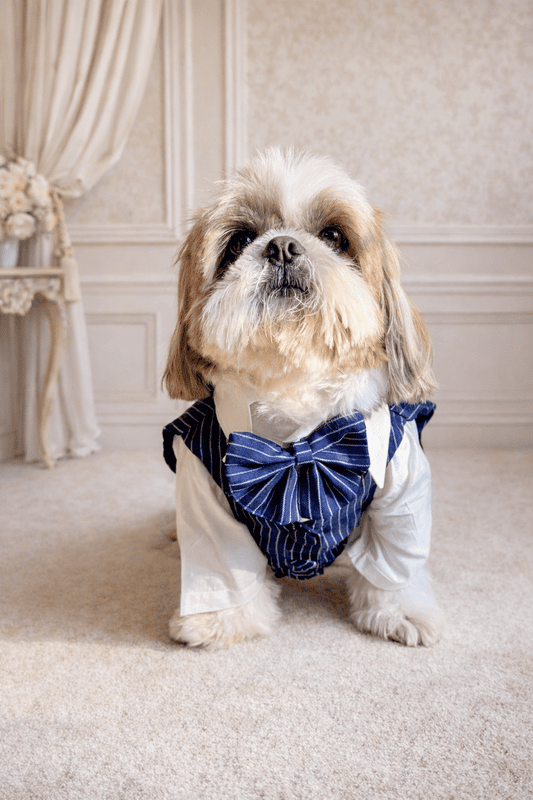 Golden White Gentleman Suit Set