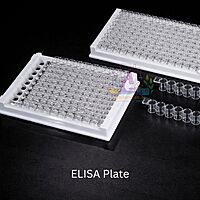 ELISA Plate