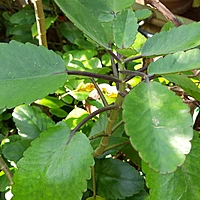 Bryophyllum pinnata రణపాల Patharchata