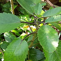 Bryophyllum pinnata రణపాల Patharchata