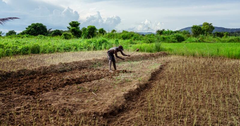Microfinance & Smallholder Lending Program Design Services