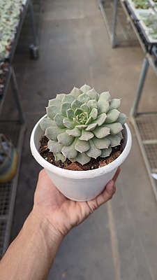 Succulent Succulent