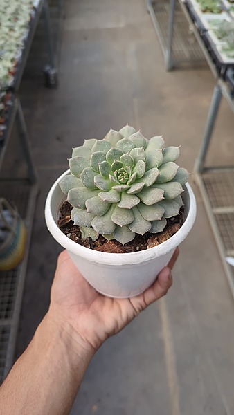 Echeveria