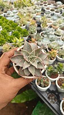 Echeveria Black Prince Echeveria Black Prince