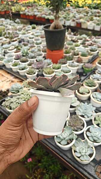 Echeveria Black Prince Echeveria Black Prince