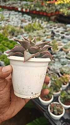 Echeveria Black Prince Echeveria Black Prince