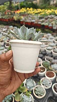 Echeveria Blue Atoll