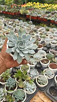 Echeveria Blue Atoll