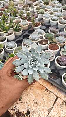 Echeveria Blue Atoll