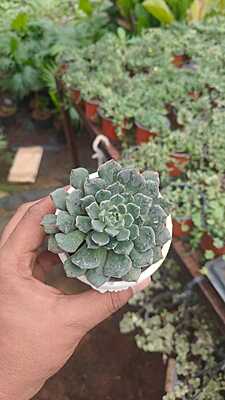 Echeveria Dionysos