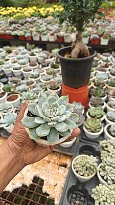 Echeveria elegans