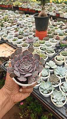 Echeveria Perle von Nurnberg