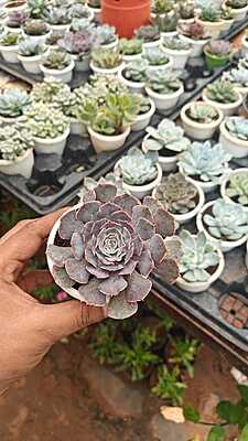 Echeveria Perle von Nurnberg